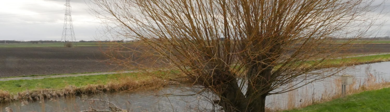 Pollarded willow