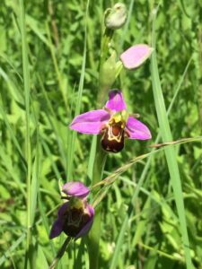Bee Orchid
