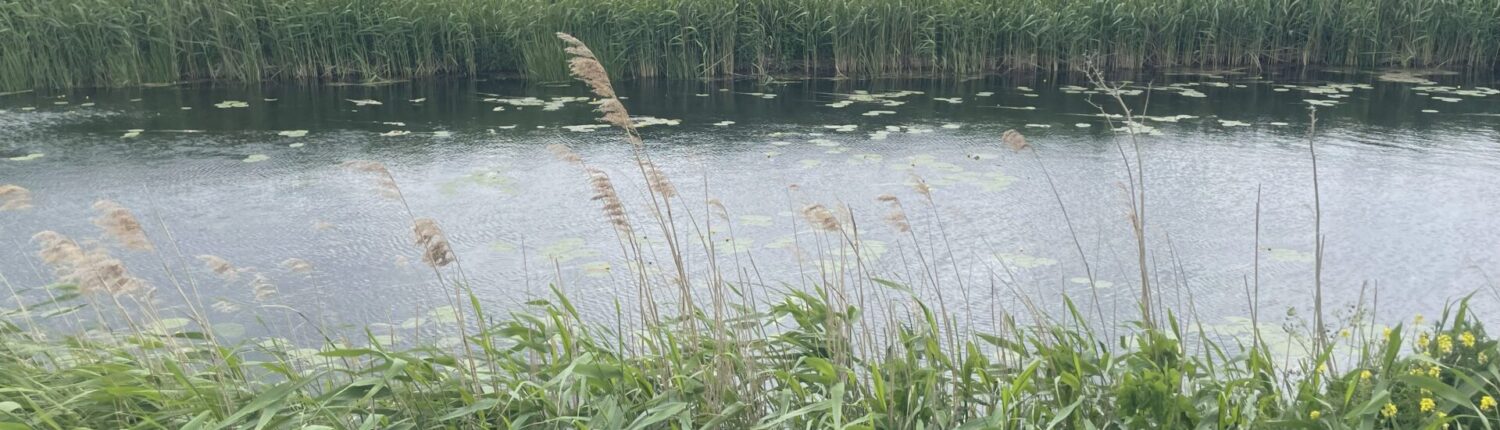 Old River Nene May 25